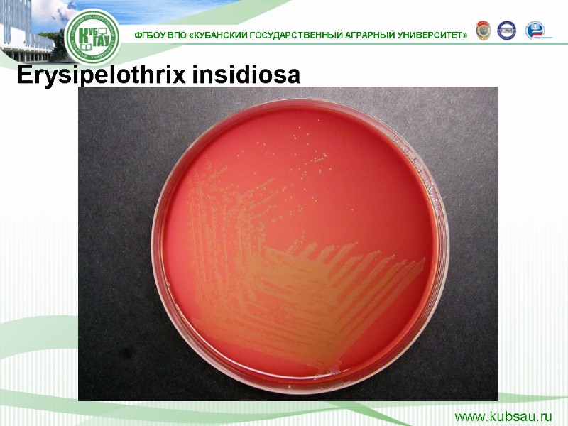 Erysipelothrix insidiosa